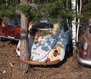 Głodne drzewo Głodne drzewo