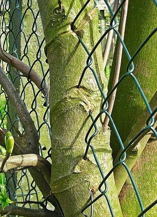 Głodne drzewo Głodne drzewo