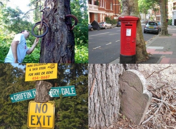 Głodne drzewo Głodne drzewo