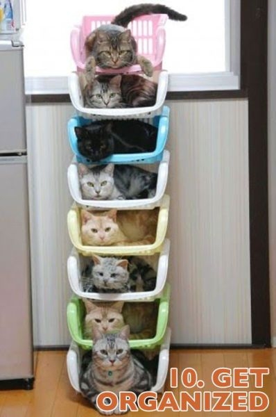 Koty przedstawiają noworoczne postanowienia Koty przedstawiają noworoczne postanowienia