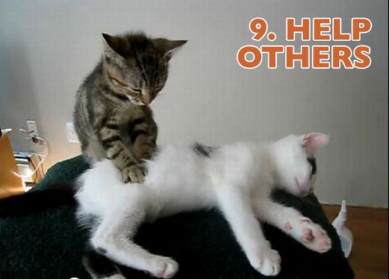 Koty przedstawiają noworoczne postanowienia Koty przedstawiają noworoczne postanowienia