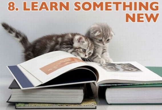 Koty przedstawiają noworoczne postanowienia Koty przedstawiają noworoczne postanowienia