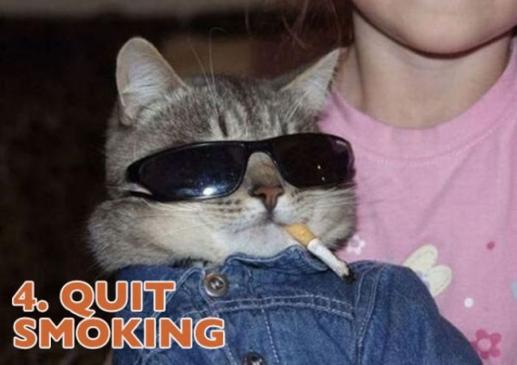 Koty przedstawiają noworoczne postanowienia Koty przedstawiają noworoczne postanowienia