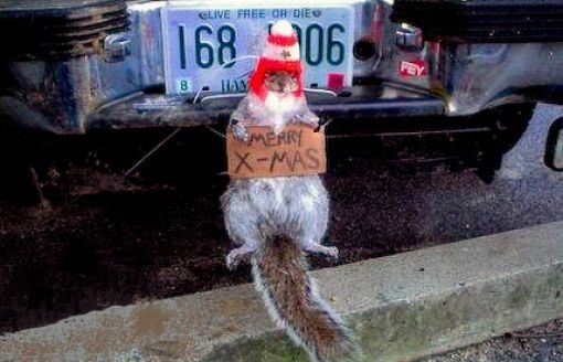 Święta u Rednecków Święta u Rednecków