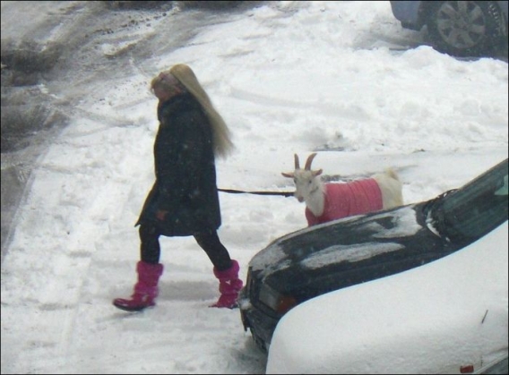 Różowa kózka Różowa kózka