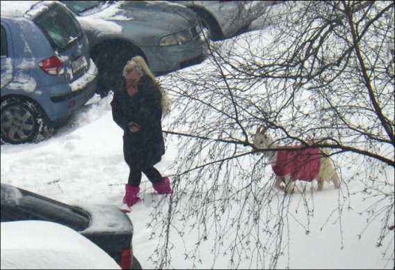 Różowa kózka Różowa kózka