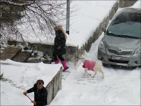 Różowa kózka Różowa kózka