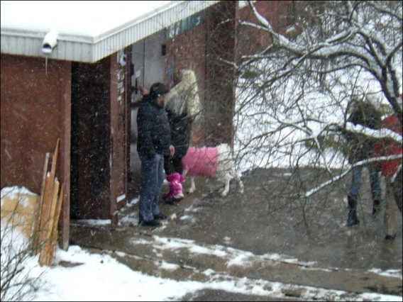 Różowa kózka Różowa kózka