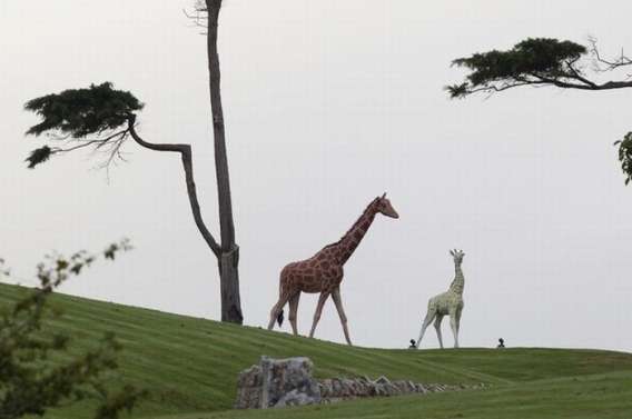 Właściciel MegaUpload Właściciel MegaUpload