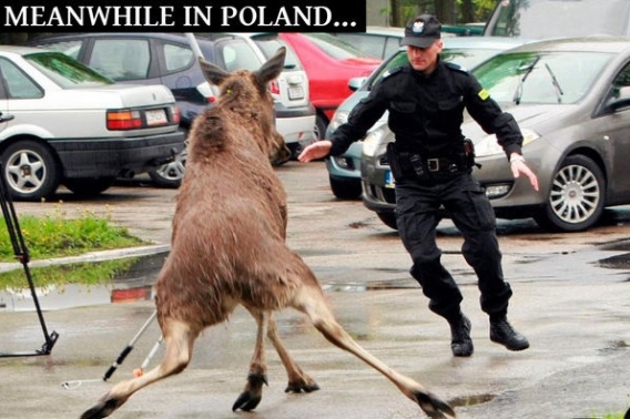 Tymczasem w Polsce Tymczasem w Polsce