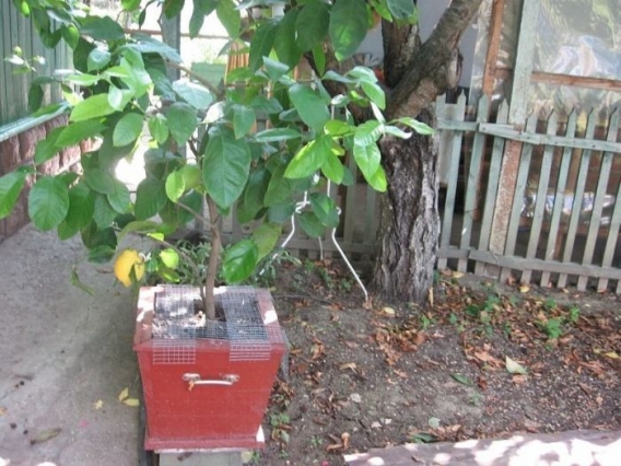 Znajdz kota Znajdz kota