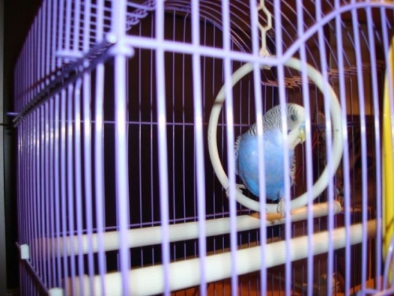 Znajdz kota Znajdz kota