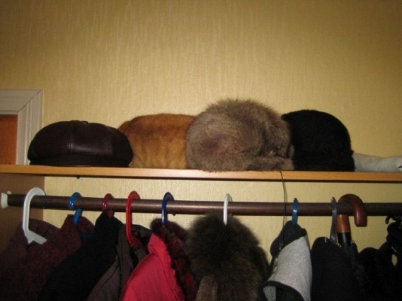 Znajdz kota Znajdz kota