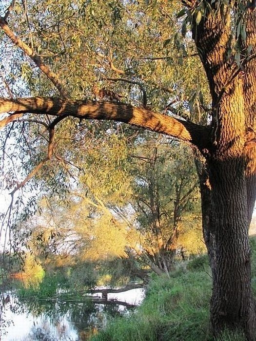 Znajdz kota Znajdz kota