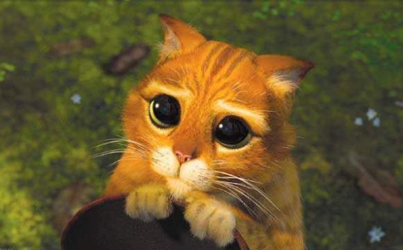 Kotek ładnie prosi Kotek ładnie prosi