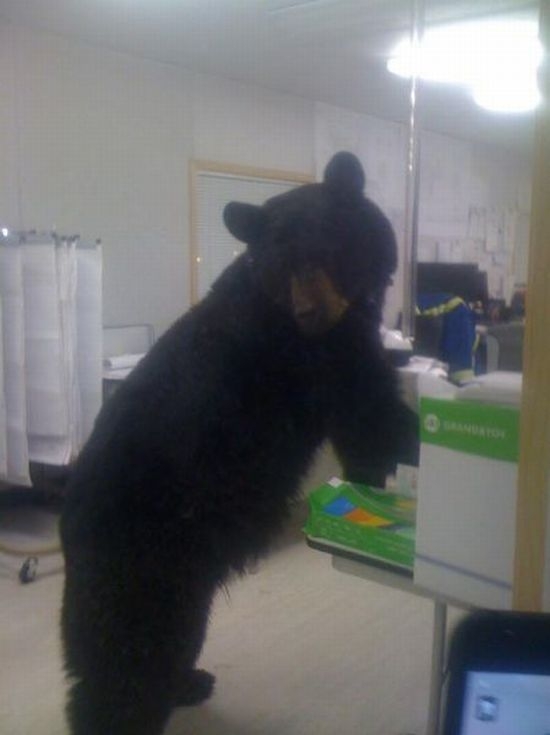 Niespodziewany gość Niespodziewany gość