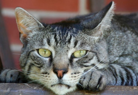 Kotek w łazience Kotek w łazience