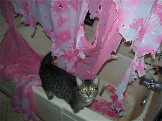 Kotek w łazience Kotek w łazience