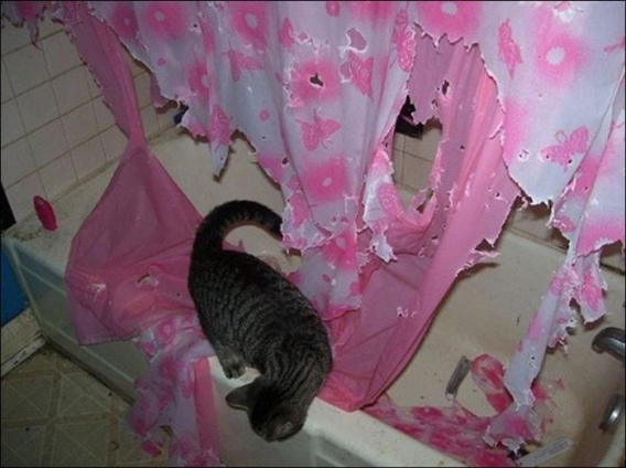 Kotek w łazience Kotek w łazience