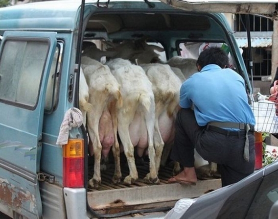 Prosto od krowy Prosto od krowy