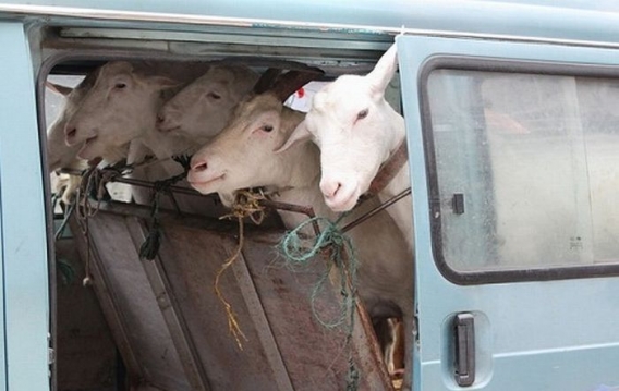 Prosto od krowy Prosto od krowy