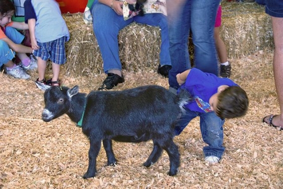 Pocieszne pociechy Pocieszne pociechy