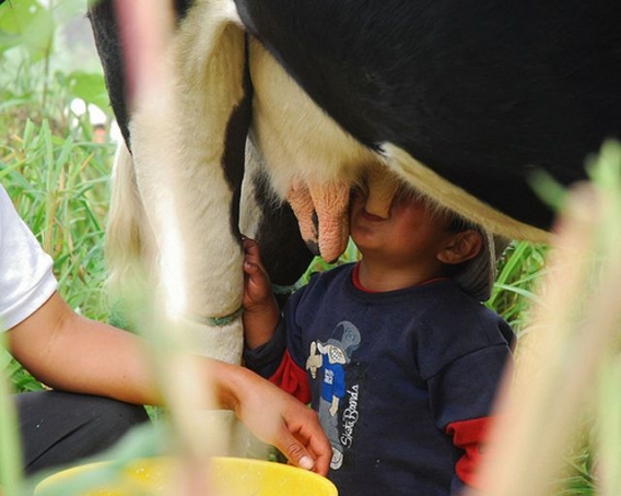 Pocieszne pociechy Pocieszne pociechy