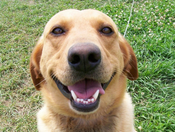 Szczęśliwy piesek Szczęśliwy piesek