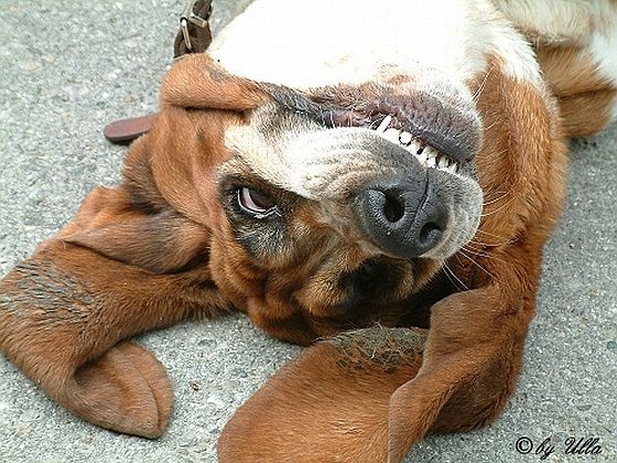 Szczęśliwy pies Szczęśliwy pies