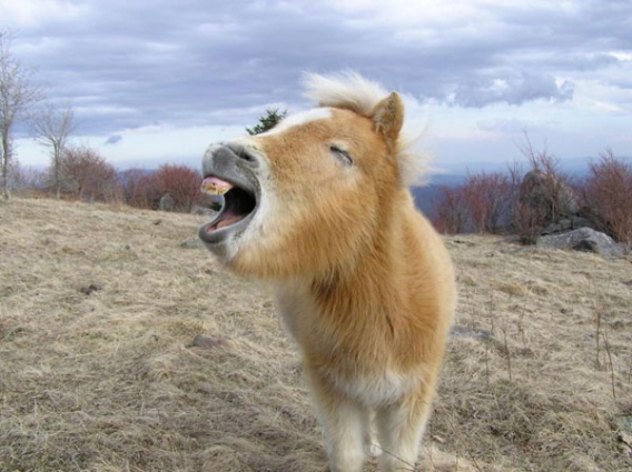 Uśmiechnięty kucyk Uśmiechnięty kucyk