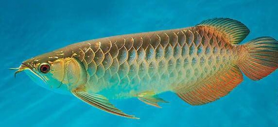 Najdroższa rybka na świecie Najdroższa rybka na świecie